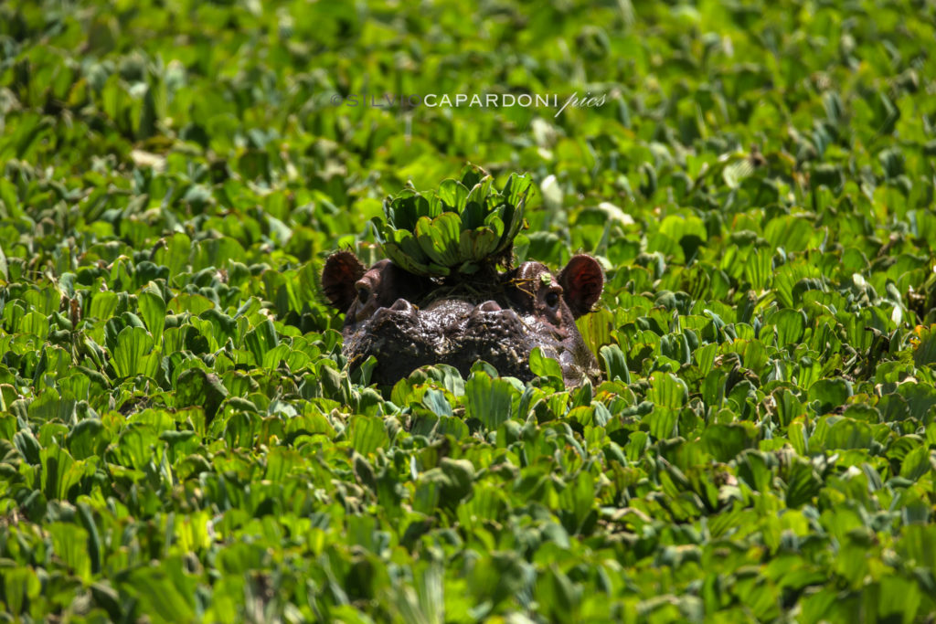 Hippopotamus immersed in a pool of water lilies with one of them on his head like his crown, Masai Mara, Kenya