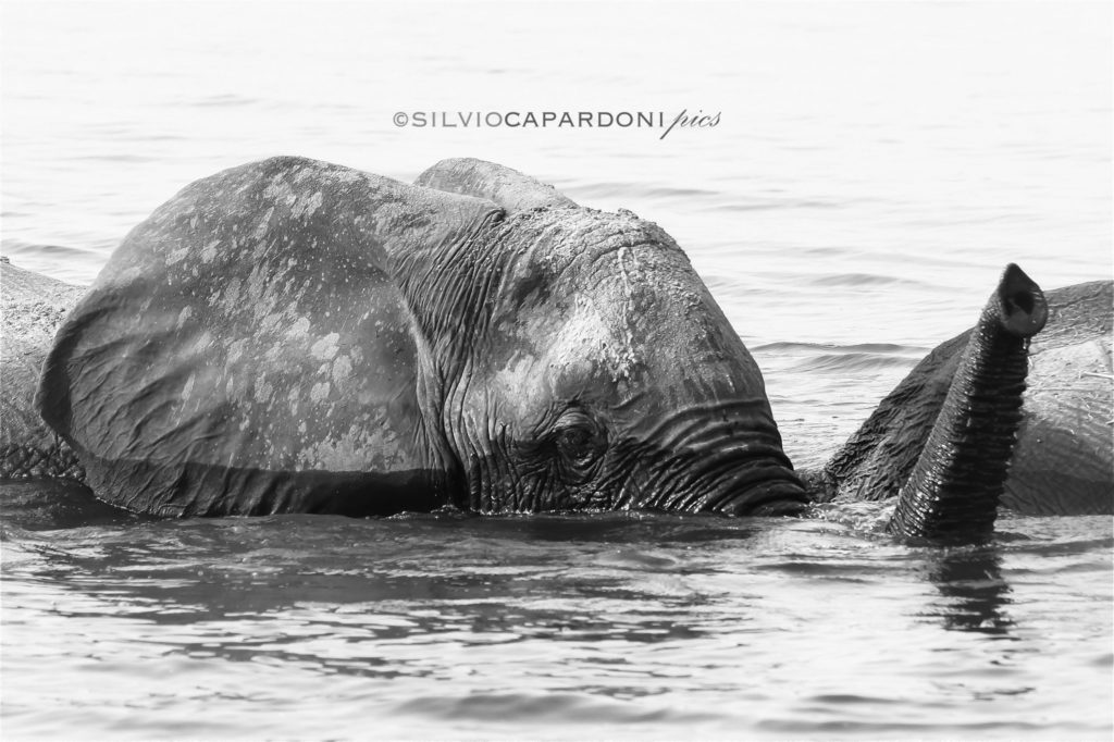 Elephants crossing river with cleaning bath between Chobe's river waters, Chobe, Botswana