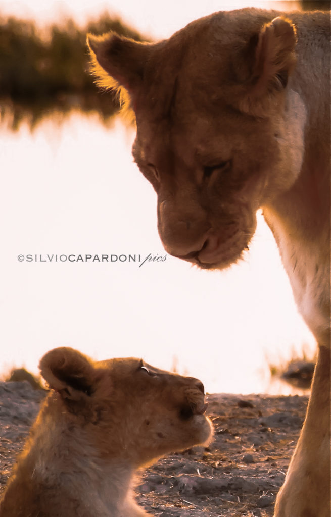 Sweet lioness give life lessons to her puppy in golden light at dawn, Etosha, Namibia