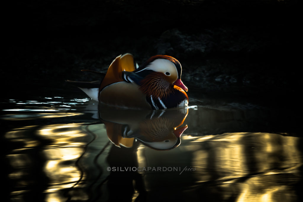 Mandarin duck swimming in the pond with slightly backlit before sunset, Piemonte, Italia