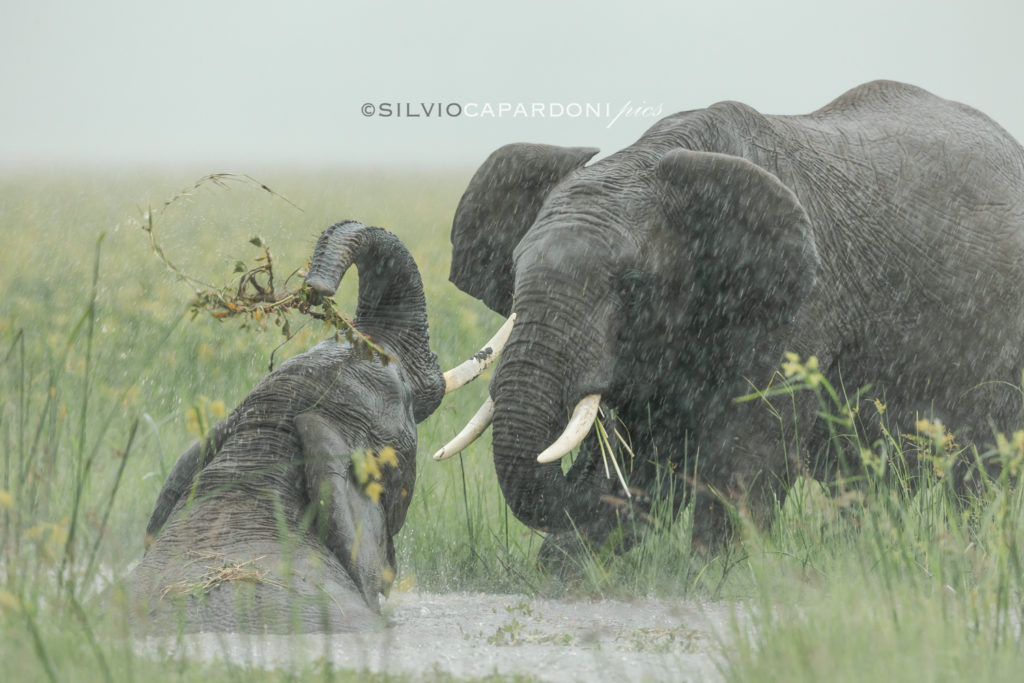 Two elephants are playing in the rain in the marsh of the savannah, Masai Mara, Kenya
