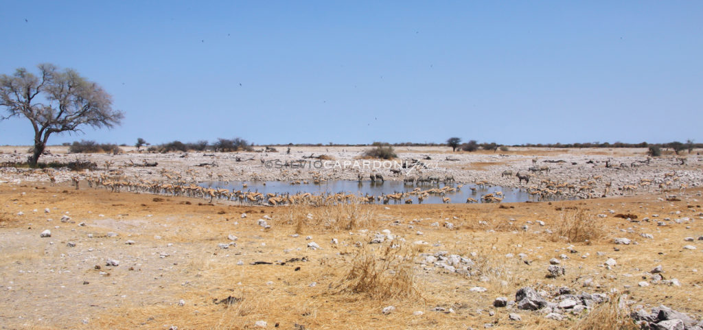 Landscape around waterhole with many animals looking for refreshment, Etosha, Namibia