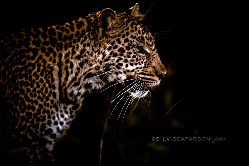 Leopard's profile that is coming out of the dark bush looking for something to eat, Masai Mara, Kenya