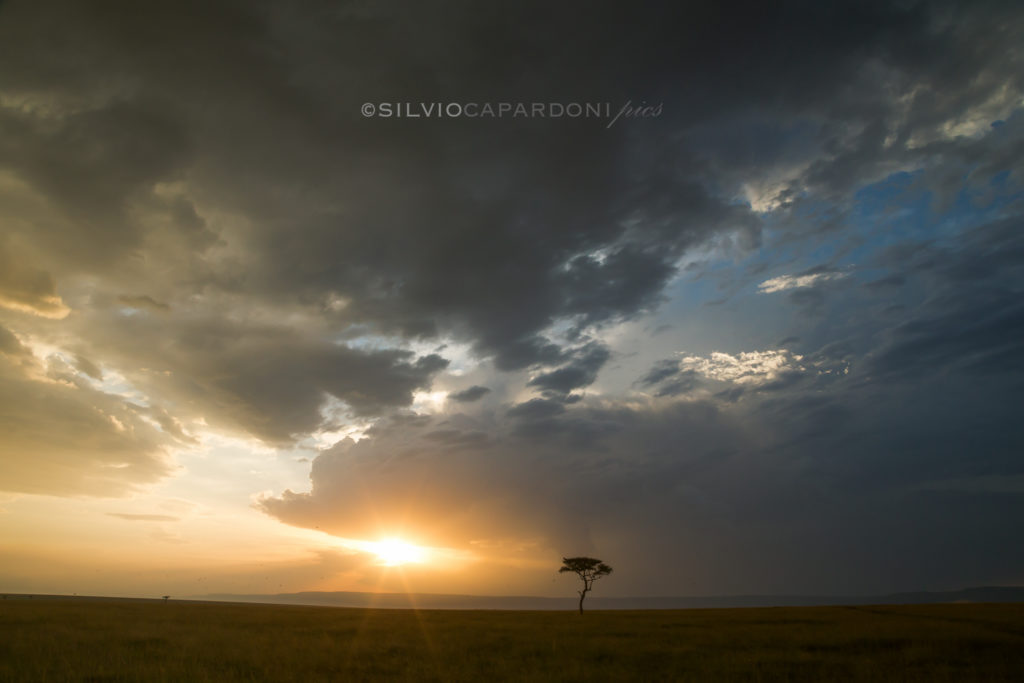 Almost at sunset a single acacia stands out in slight backlight, Masai Mara, Kenya