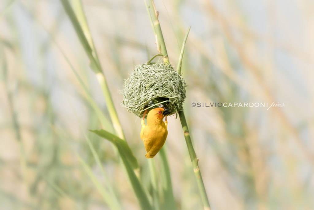 Little yellow weaver bird seems to say this is my home over the river, Selous, Tanzania
