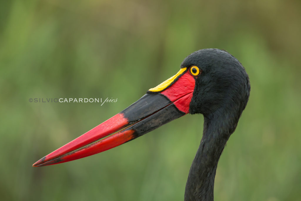 Saddle billed stork portrait captured from the shore of the river, Masai Mara, Kenya