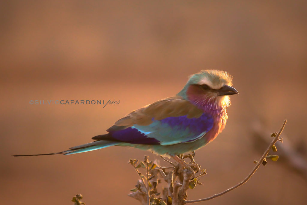 Lilac breasted roller portrait on top of the tree with sunset golden light, Tsavo, Kenya