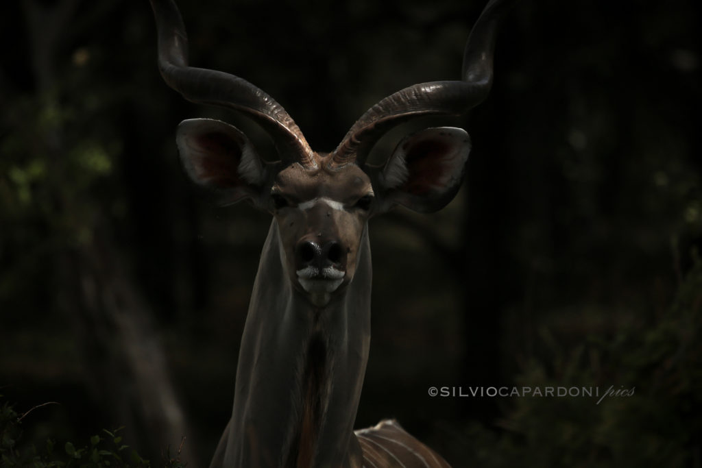 Male greater kudu portrait photographed in a short time from the jeep, Selous, Tanzania