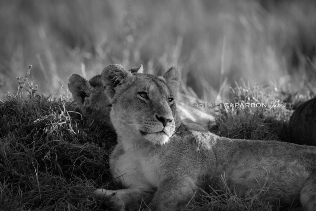 Deep sight of a lioness lying on the grass in a quiet relaxing moment, Masai Mara, Kenya