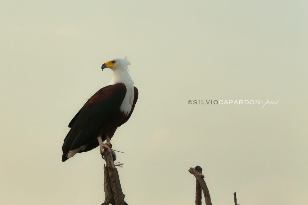 Unkempt eagle perched on a dry branch on the Rufiji river still looking for prey, Selous, Tanzania