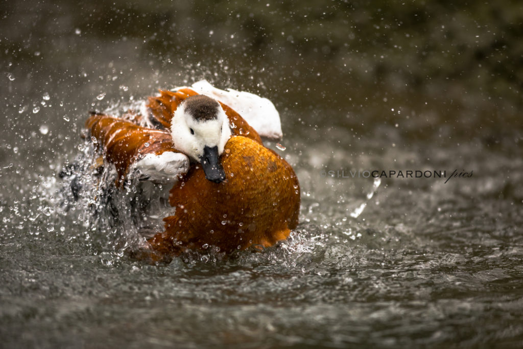 Duck splashes with bath and plumage care in the middle of the pond, Piemonte, Italia