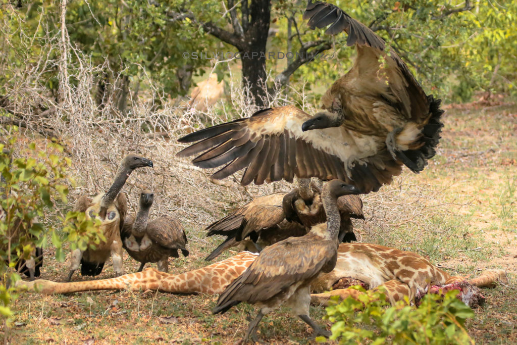 I'm coming seems to say the vulture landing on the giraffe carcass, Selous, Tanzania