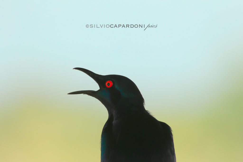 Metallic starling silhouette and portrait with his close red eye, Selous, Tanzania