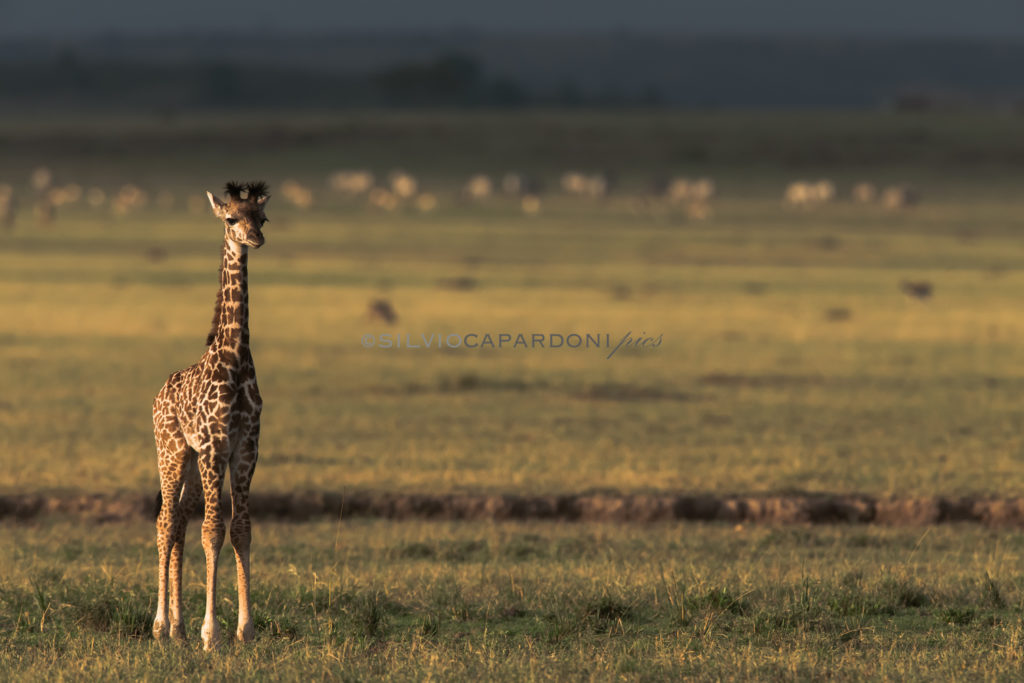 Baby giraffe standing on attention pose in the middle of the savannah, Masai Mara, Kenya