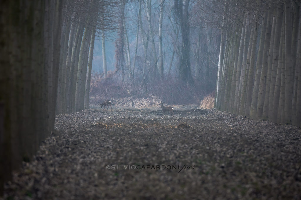 Poplars forest as natural theatre for roe deer on background, Piemonte, Italia