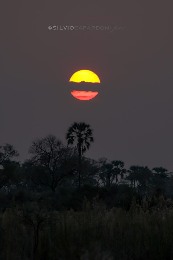Vertical sunset landscape taken in the Moremi Game Reserve, Okavango Delta, Botswana