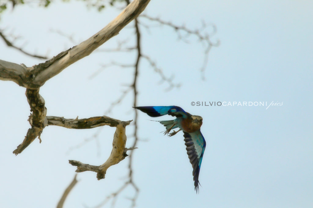Lilac breasted roller is going dive in flight from tree's dry branch, Selous, Tanzania