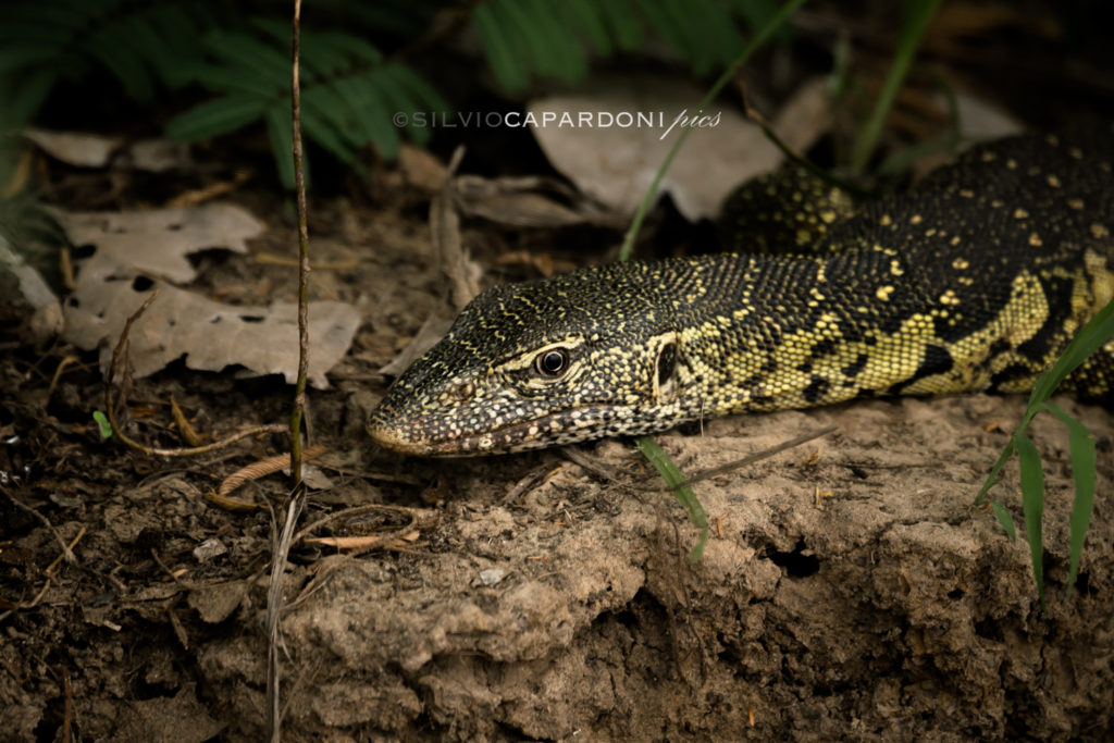 Monitor lizard is looking for food near the bank of the Rufiji river, Selous, Tanzania