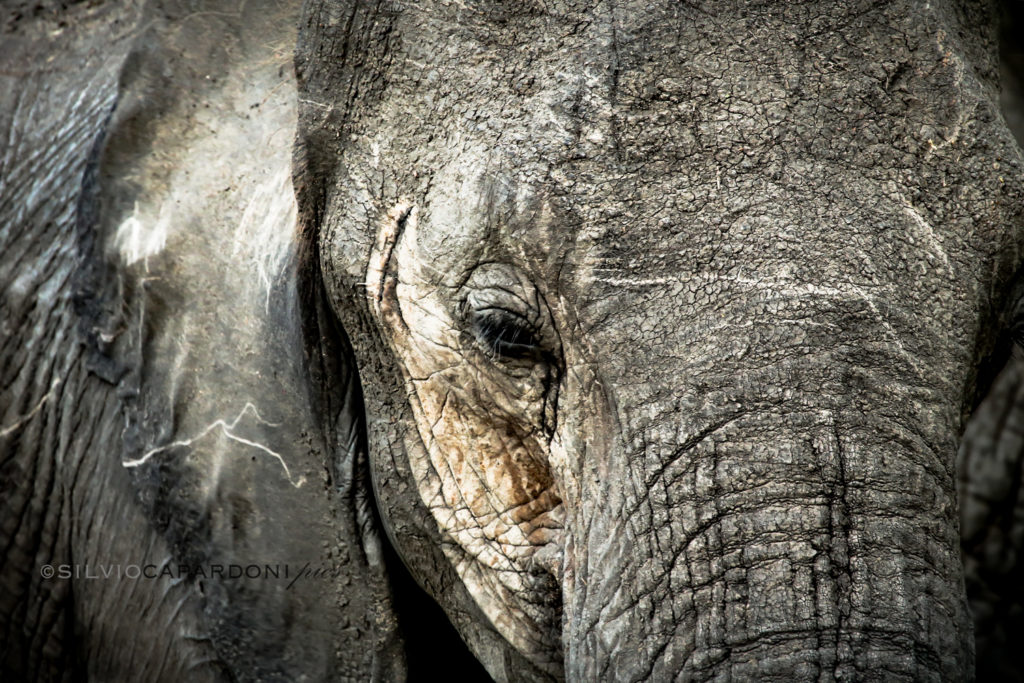 Close-up portrait of an old elephant photographed in the savannah from behind a tree, Selous, Tanzania