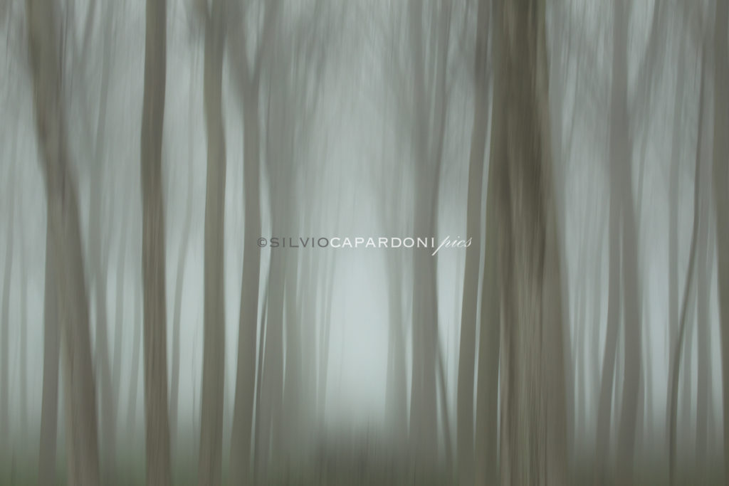 Visions of poplars in the fog of lowland in soft backlit with movement effect, Lombardia, Italia
