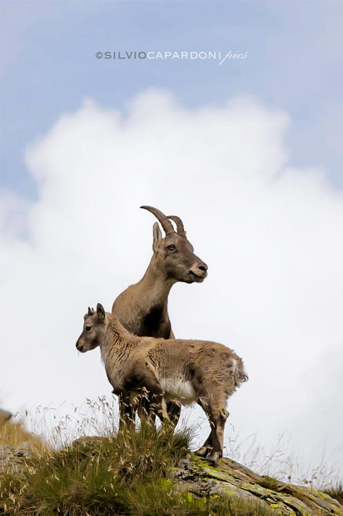 Mother and son of Alpine ibex on top of the rocks in high mountain, Canton Ticino, Svizzera